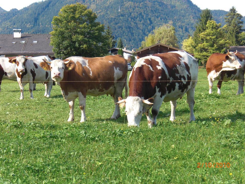 Familien-Bauernhof-Berghammer Rotta Exteriör bild
