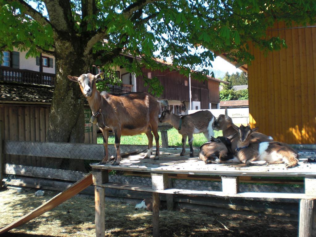 Familien-Bauernhof-Berghammer Rotta Rum bild
